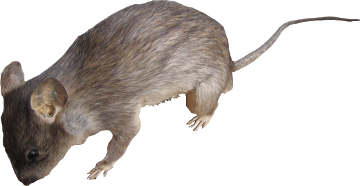 rat etend1 kopie