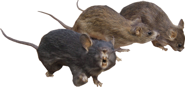 ratten 3 op rij.webgif