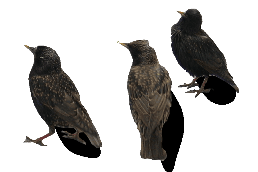 Sturnus Vulgaris-1_bewerkt-1
